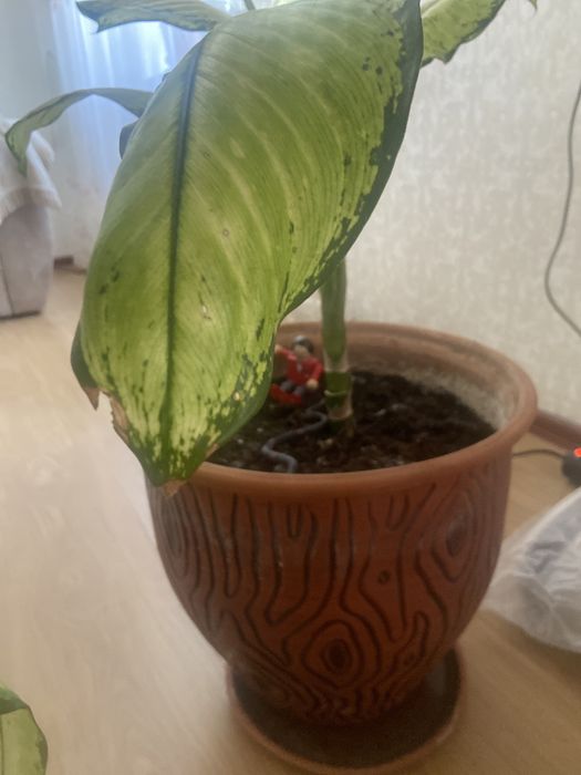 Пподается цветок- диффенбахия