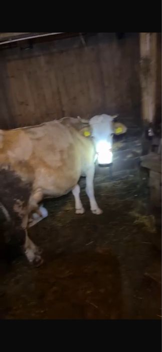 Vand sau schimb vaca