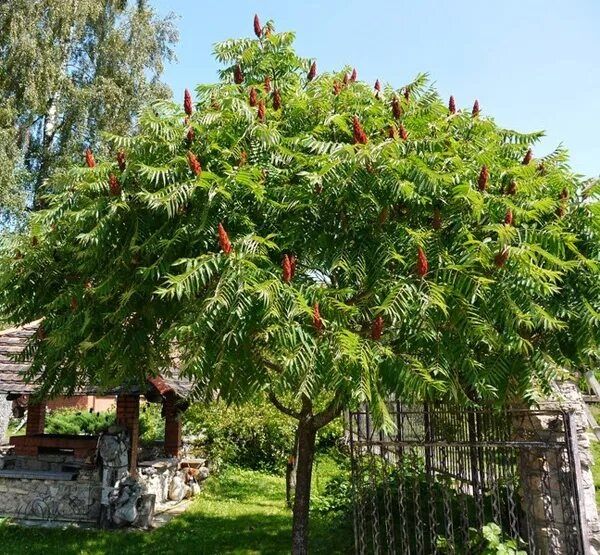 Сумах оленерогий саженец саженцы