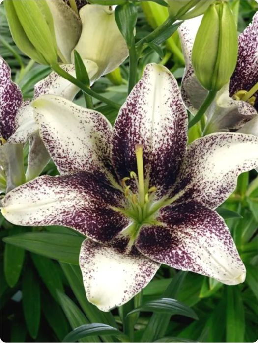 Bulbi crini asiatici,10 culori