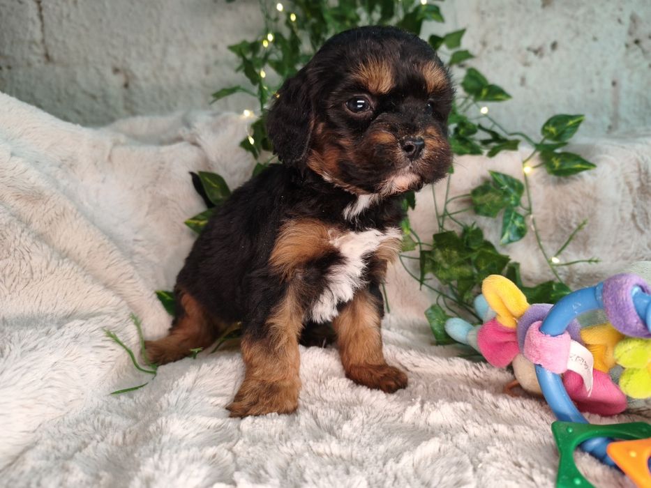Vand baietel Cavapoo F1 black and tan.
