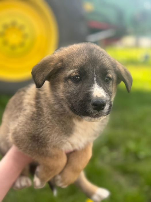 Adoptie caini-2 luni