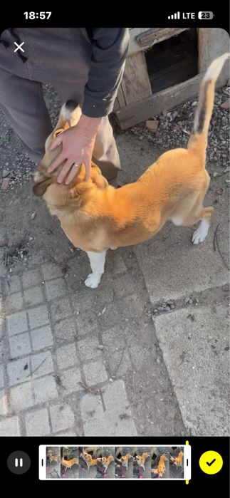 Donez caine jucaus si cuminte