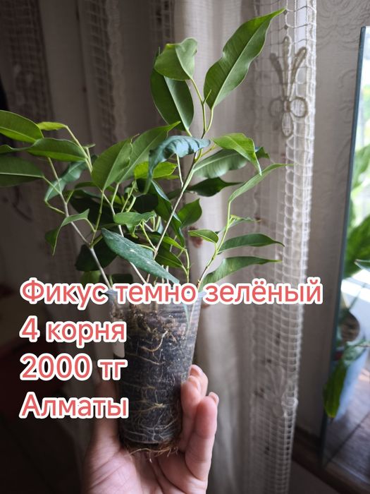 Комнатные цветы домашние