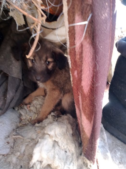 Отдам даром щенка.