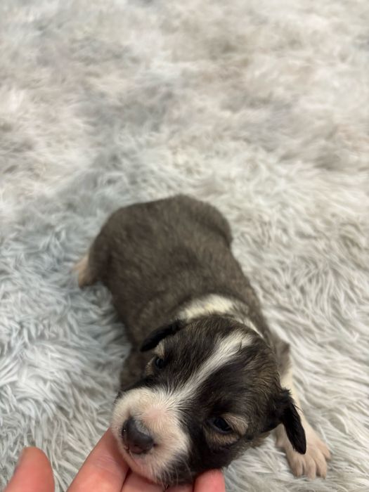 Отдаю щенков в добрые руки)