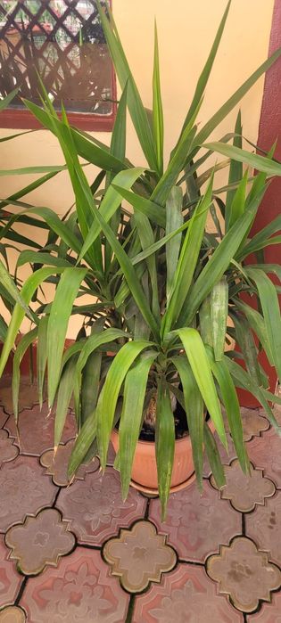 YUCCA matura 140 cm- 8 ani- planta decorativa deosebita
