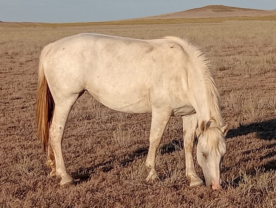 2 Ұйір жылқы сатылады/ табун лошадей . Барлығы 40 бас.