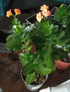 продам цветущие каланхоэ махровые