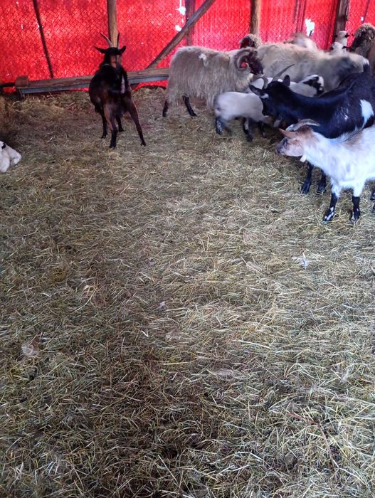 Vând sau schimb cu oi capre cu iezi