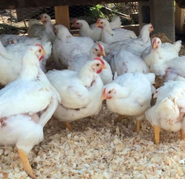 Pui albi de carne si rasă mixtă