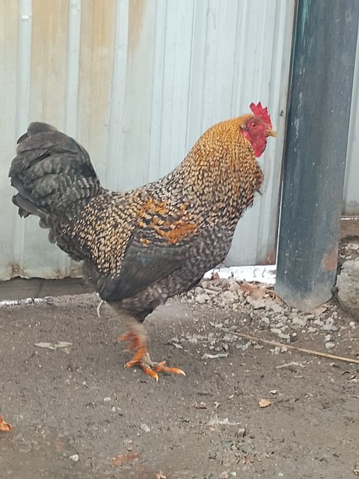 Простой қораз ннннн