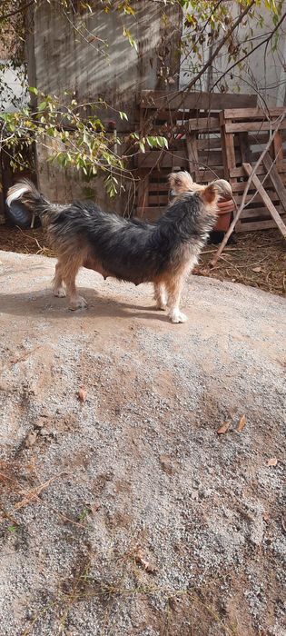 Алматы.Потерялась собака по кличке Лэсси.