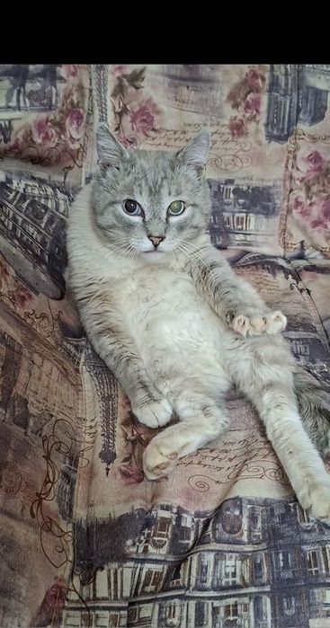 Разговорчивый тайский котик Барон в добрые руки!