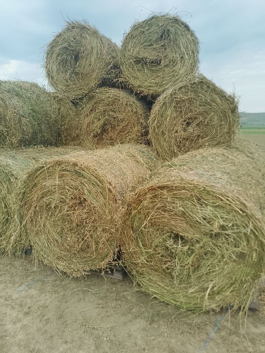 Baloți lucernă coasa 1