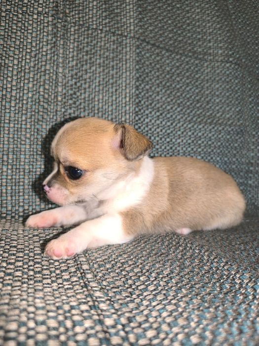 Мальчик чихуахуа