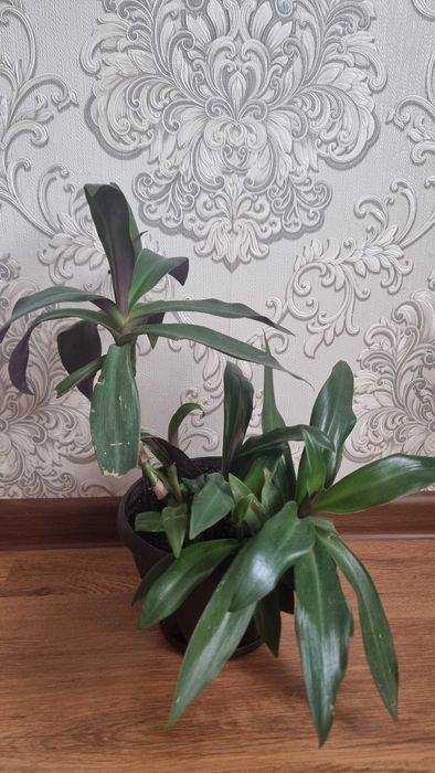 Цветы комнатные срочно продам от 2000тг до 5000тг.