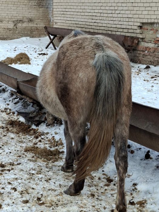 Продам кобыл жеребыж на племя