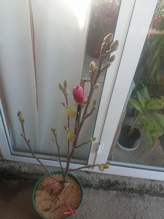 Nihol kesish,qurish,qirqish