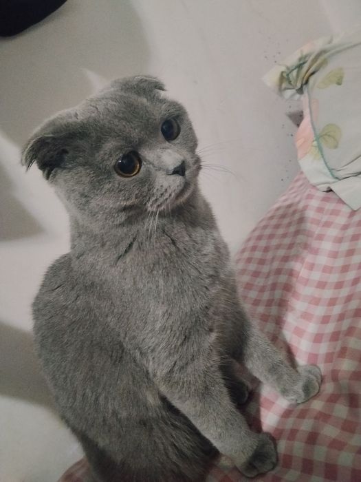 Британский вислоухие