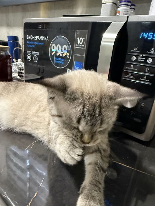 Отдаю кота даром