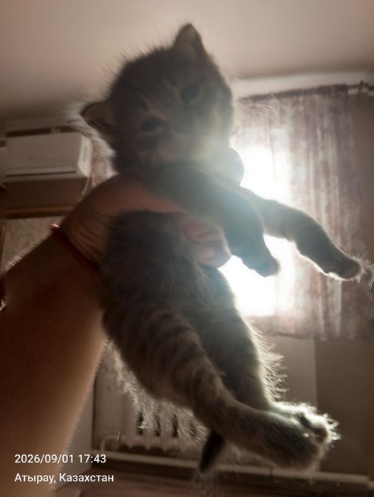 Отдаём в хорошие руки
