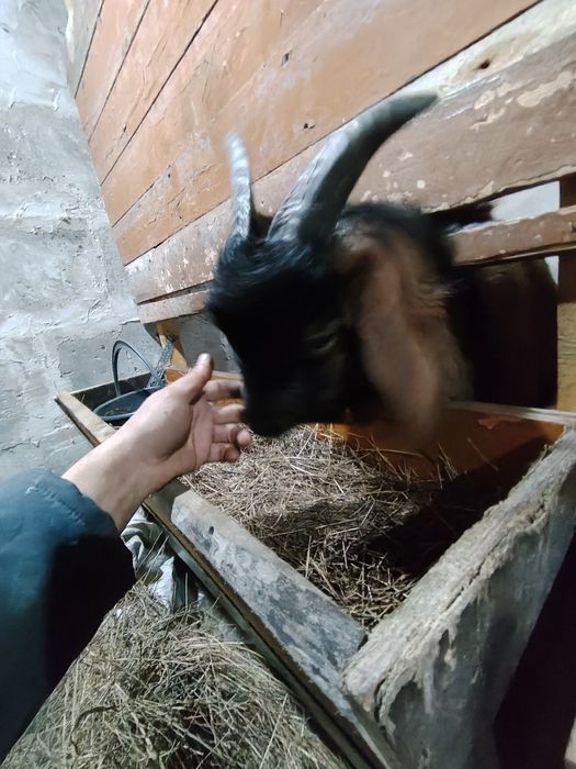 Продам 2 полросших козлят