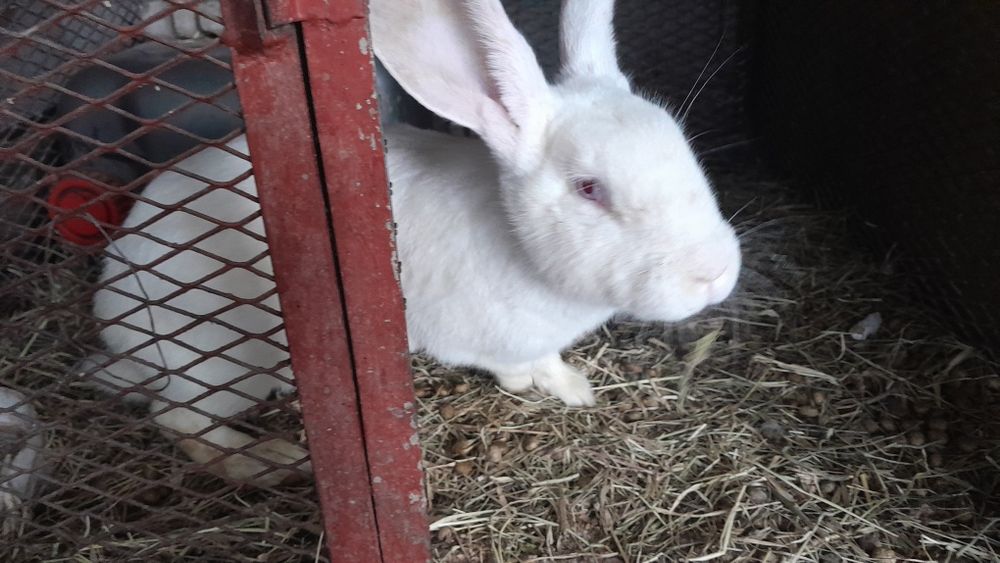 Продам кроликов 3 штуки