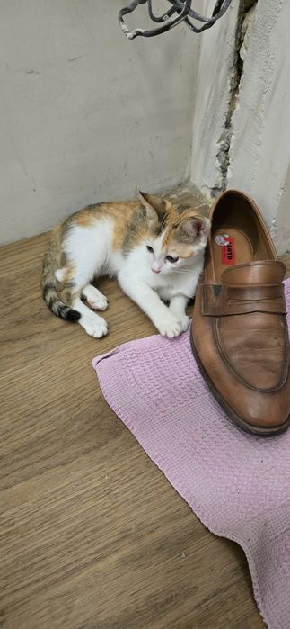 Отдам в хорошие руки котёнка