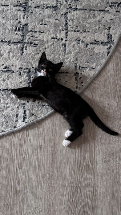 Кот отдам бесплатно в добрые руки