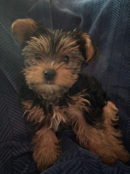 Йоркширски териер