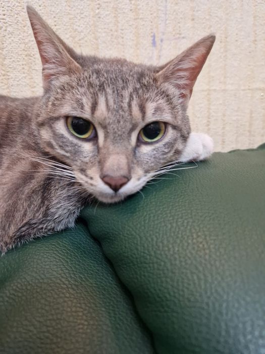 Кошка Луна. 6 мес