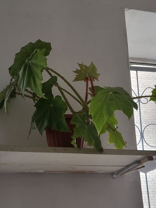 Продам цветы Бегония