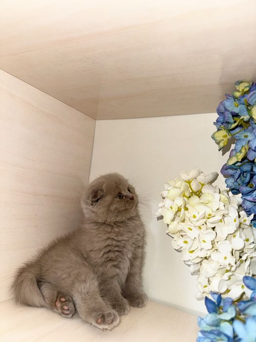 Skottsh fold qiz ogil