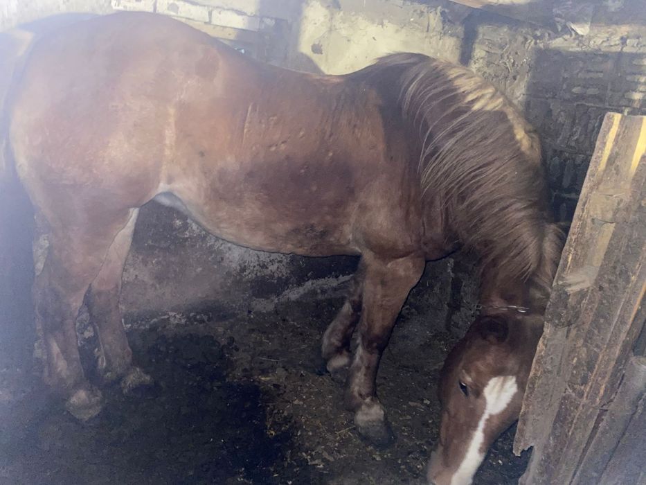 Vând iapă bună la probe