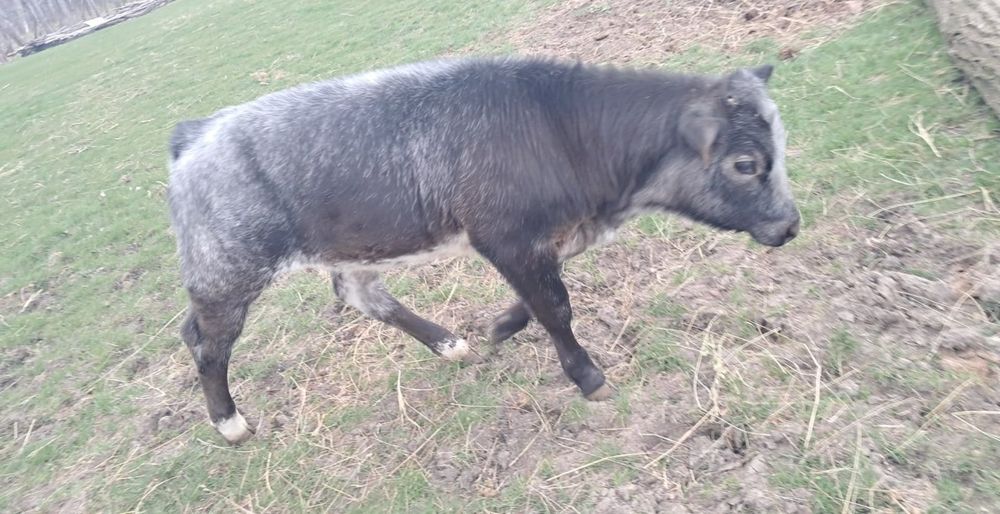 Viței 6 7 de vânzare