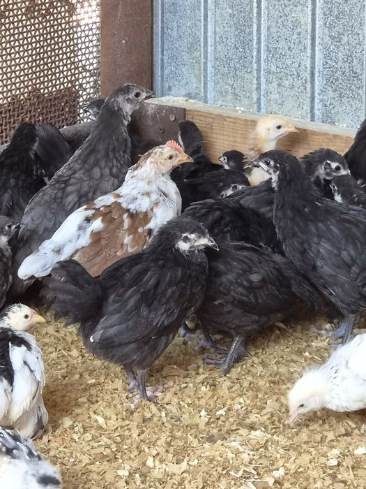 Pui diverse rase 2 luni australorp, labresse, cochinchina