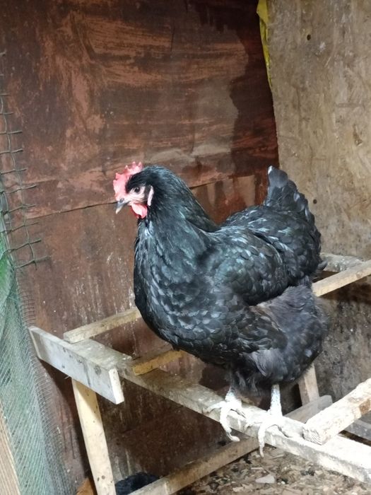 Продам курица джерскый гегант