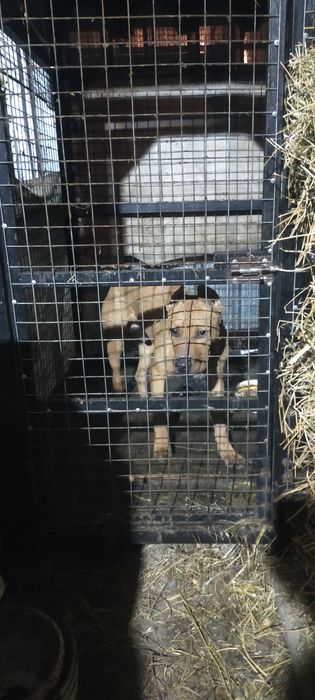 Продам мощного Шенка стафард