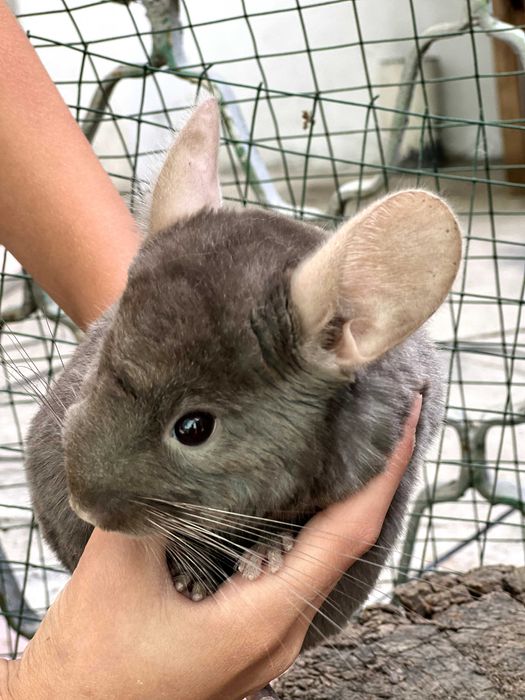 Шиншиллы в Ташкенте