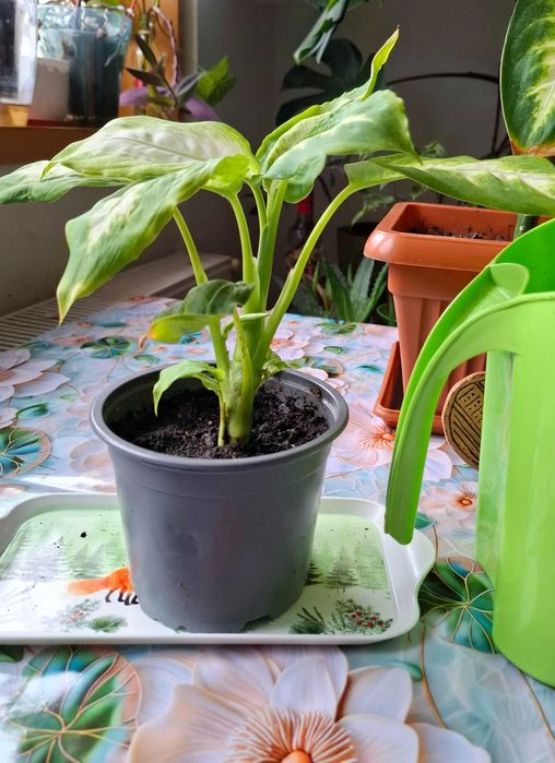 Dieffenbachia - plantă de ghiveci