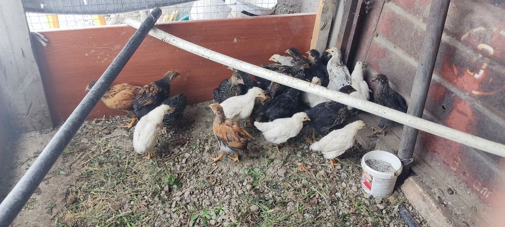 Продам цыплят домашних подросших