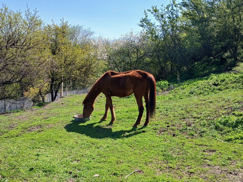 Екі бие сатылады