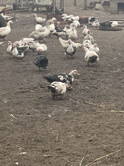 Vând Rațe Leșești