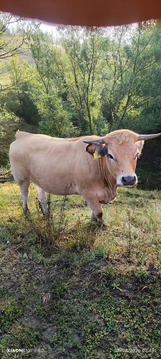 Lot 5 juninci montate din rasa Aubrac