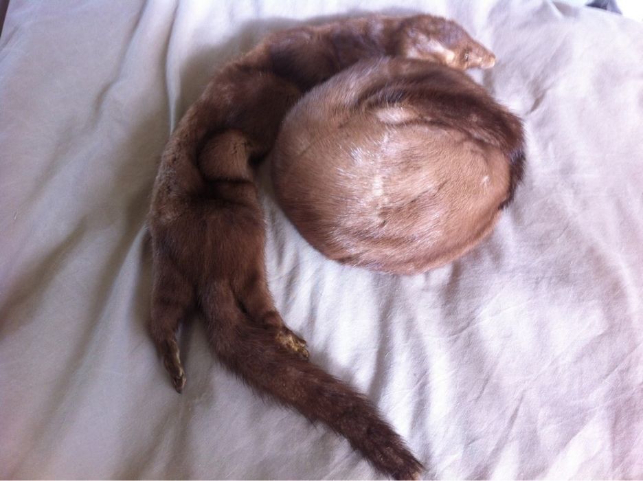 Яка от кафява норка