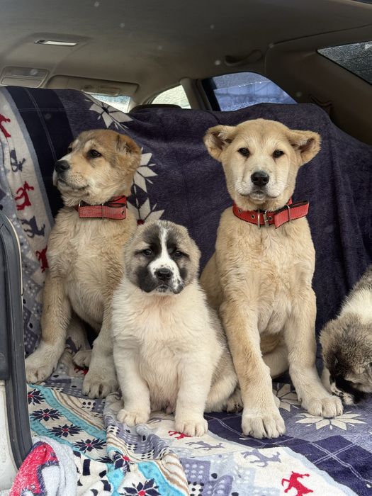 Щенки Алабай тобета