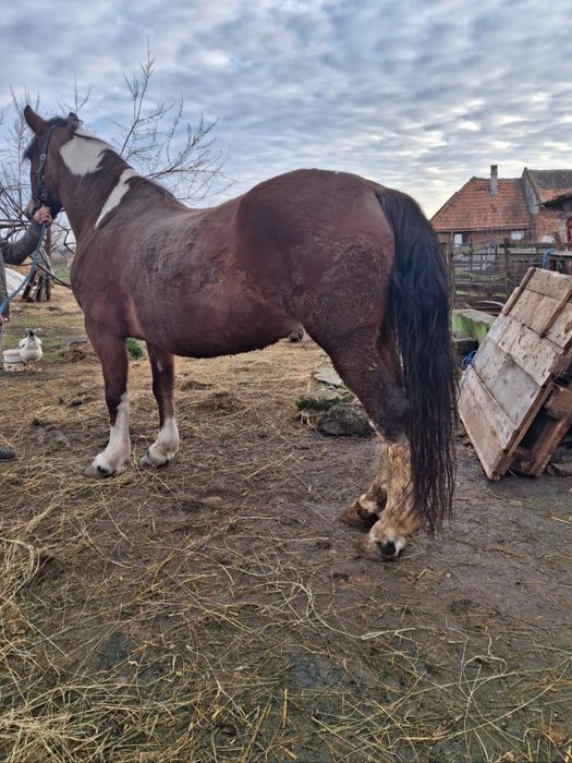 Vand sau schimb iapa