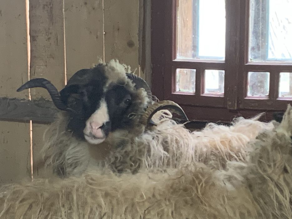 Vând iezi și capre alpine și nemțești și oi