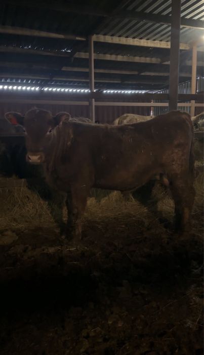 Бычки на откорме 10 голов